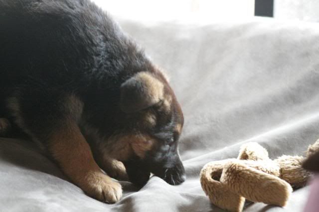 IMAGE: http://i70.photobucket.com/albums/i82/istie-5/Bohdi/daytwo045.jpg