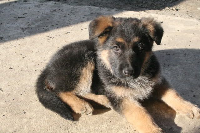 IMAGE: http://i70.photobucket.com/albums/i82/istie-5/Bohdi/f83d9f0d.jpg