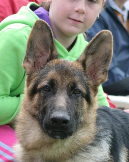 IMAGE: http://i70.photobucket.com/albums/i82/istie-5/Brock/surveyfeb2011134.jpg