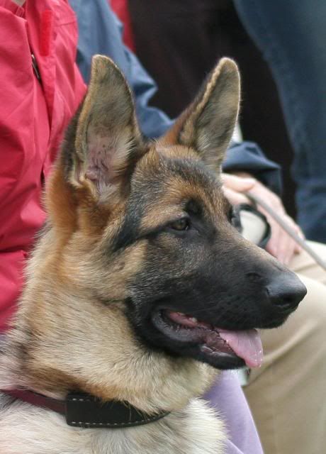 IMAGE: http://i70.photobucket.com/albums/i82/istie-5/Brock/surveyfeb2011152.jpg