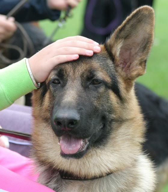 IMAGE: http://i70.photobucket.com/albums/i82/istie-5/Brock/surveyfeb2011164.jpg