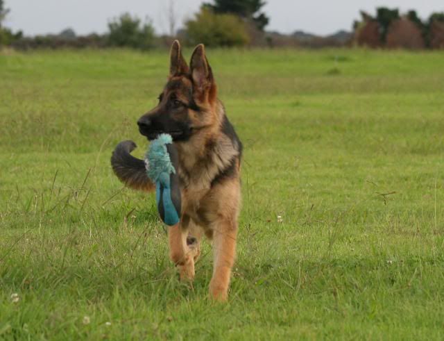 IMAGE: http://i70.photobucket.com/albums/i82/istie-5/Brock/trainingforsbe016.jpg