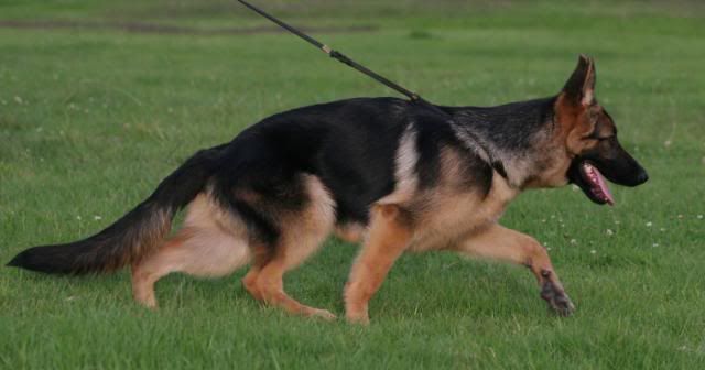 IMAGE: http://i70.photobucket.com/albums/i82/istie-5/Brock/trainingforsbe048.jpg