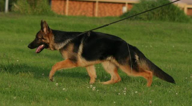 IMAGE: http://i70.photobucket.com/albums/i82/istie-5/Brock/trainingforsbe104.jpg