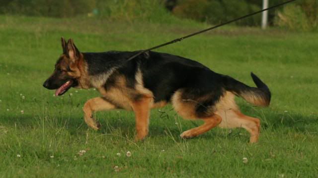 IMAGE: http://i70.photobucket.com/albums/i82/istie-5/Brock/trainingforsbe108.jpg