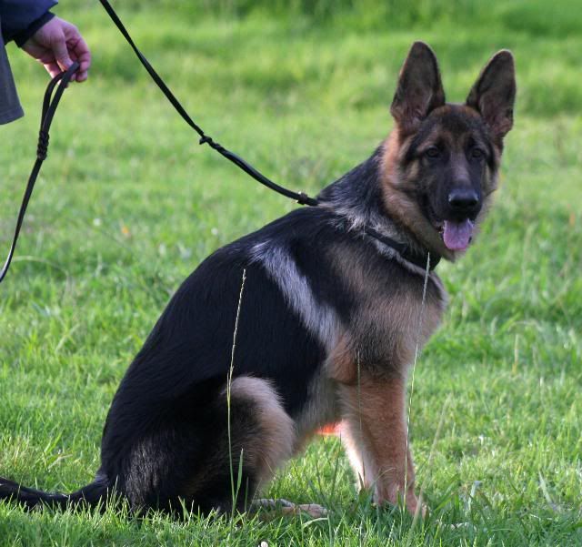 IMAGE: http://i70.photobucket.com/albums/i82/istie-5/Brock/trainingforsbe138.jpg