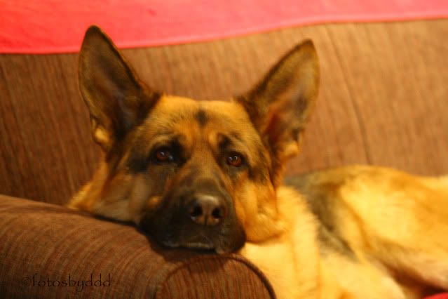 IMAGE: http://i70.photobucket.com/albums/i82/istie-5/Daire%202/Doodyagain016.jpg