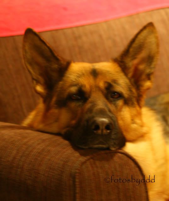 IMAGE: http://i70.photobucket.com/albums/i82/istie-5/Daire%202/Doodyagain017.jpg