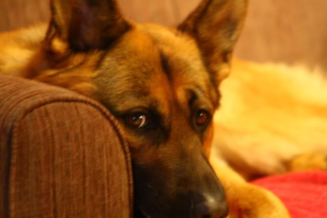 IMAGE: http://i70.photobucket.com/albums/i82/istie-5/Daire%202/Doodyagain028.jpg