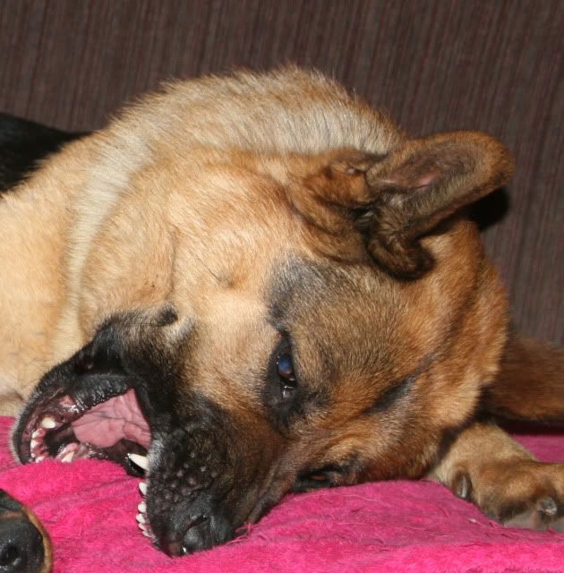 IMAGE: http://i70.photobucket.com/albums/i82/istie-5/Daire%202/Thevisitor0152.jpg