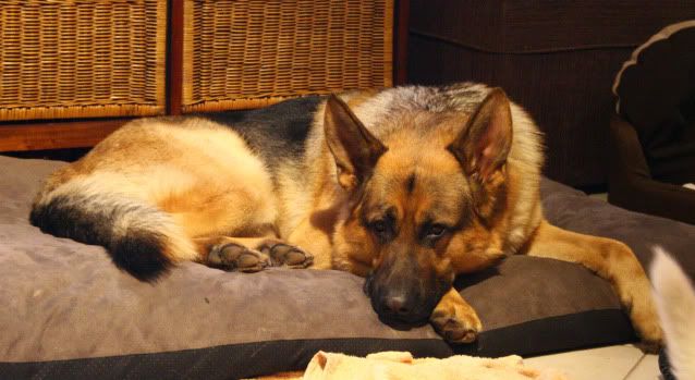 IMAGE: http://i70.photobucket.com/albums/i82/istie-5/Daire%202/Thevisitor043.jpg