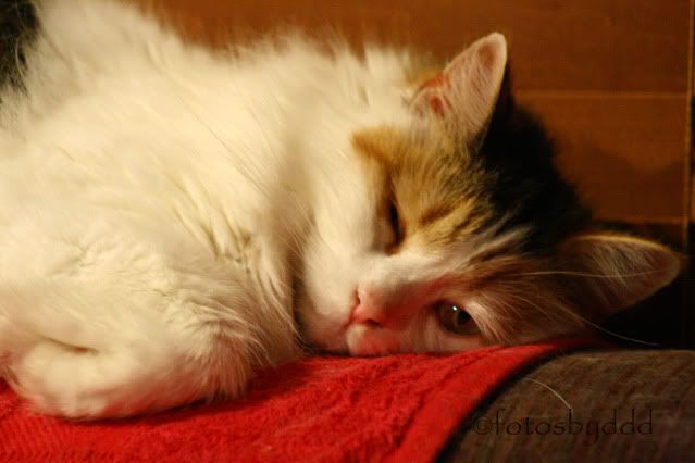 IMAGE: http://i70.photobucket.com/albums/i82/istie-5/Daire%202/Tryingnewthingswiththecamera015.jpg