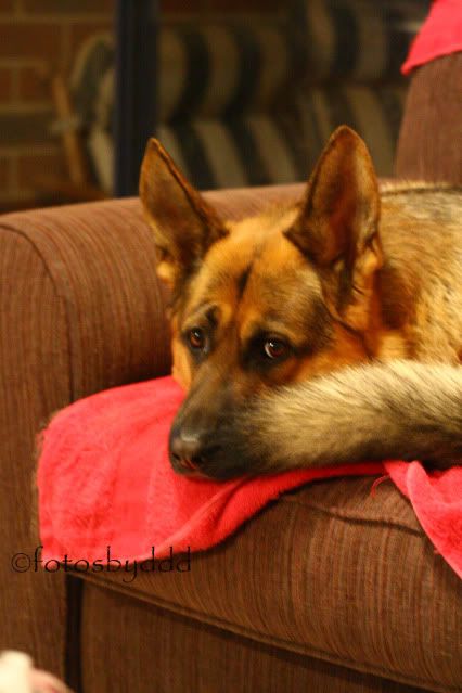 IMAGE: http://i70.photobucket.com/albums/i82/istie-5/Daire%202/Tryingnewthingswiththecamera027.jpg