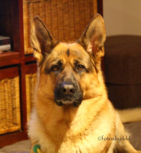 IMAGE: http://i70.photobucket.com/albums/i82/istie-5/Daire%202/Tryingnewthingswiththecamera037.jpg