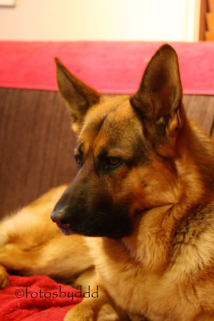 IMAGE: http://i70.photobucket.com/albums/i82/istie-5/Daire%202/Tryingnewthingswiththecamera047.jpg