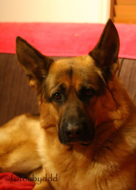 IMAGE: http://i70.photobucket.com/albums/i82/istie-5/Daire%202/Tryingnewthingswiththecamera049.jpg