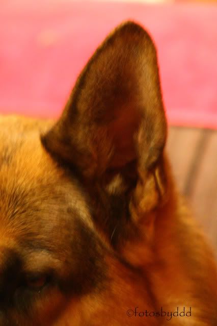 IMAGE: http://i70.photobucket.com/albums/i82/istie-5/Daire%202/Tryingnewthingswiththecamera055.jpg