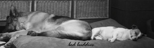 IMAGE: http://i70.photobucket.com/albums/i82/istie-5/Daire%202/bedbuddies.jpg