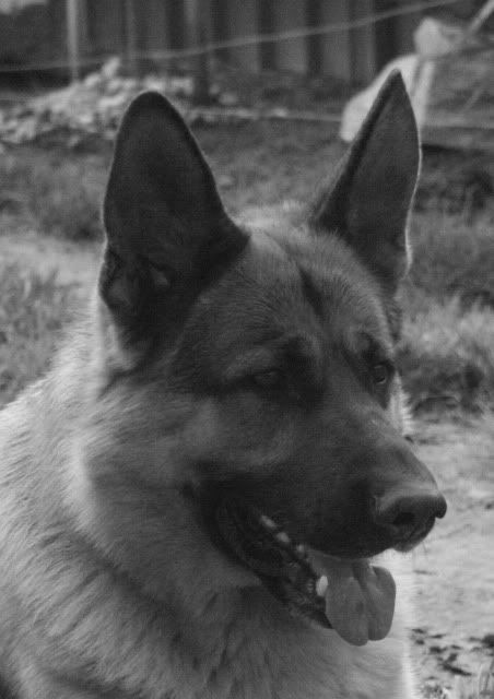 IMAGE: http://i70.photobucket.com/albums/i82/istie-5/Daire%202/thevisitorpart2065.jpg