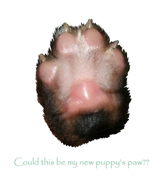 puppypaw2.jpg