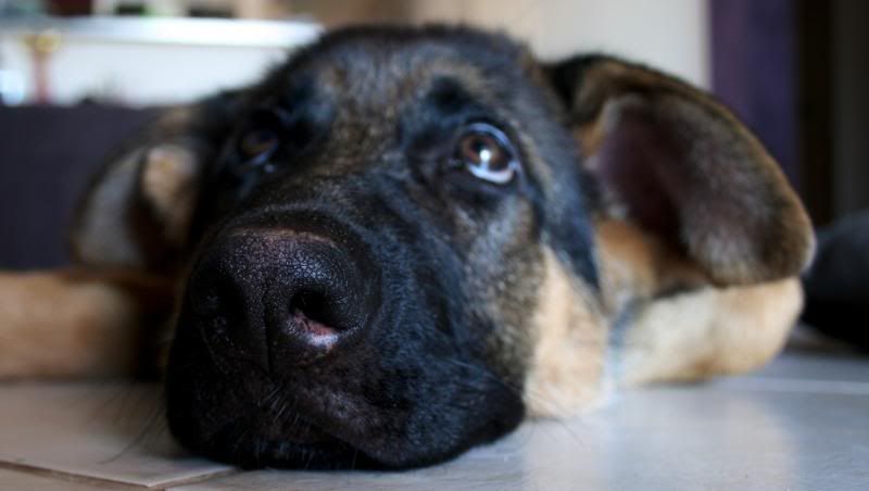 IMAGE: http://i70.photobucket.com/albums/i82/istie-5/Daire/soredaire010.jpg