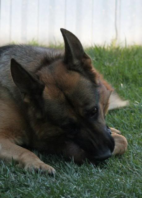 IMAGE: http://i70.photobucket.com/albums/i82/istie-5/Dogs/backyardfunmarch004.jpg