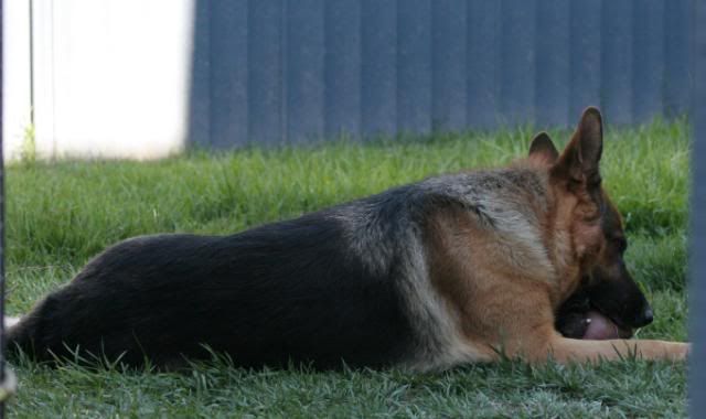 IMAGE: http://i70.photobucket.com/albums/i82/istie-5/Dogs/backyardfunmarch007.jpg