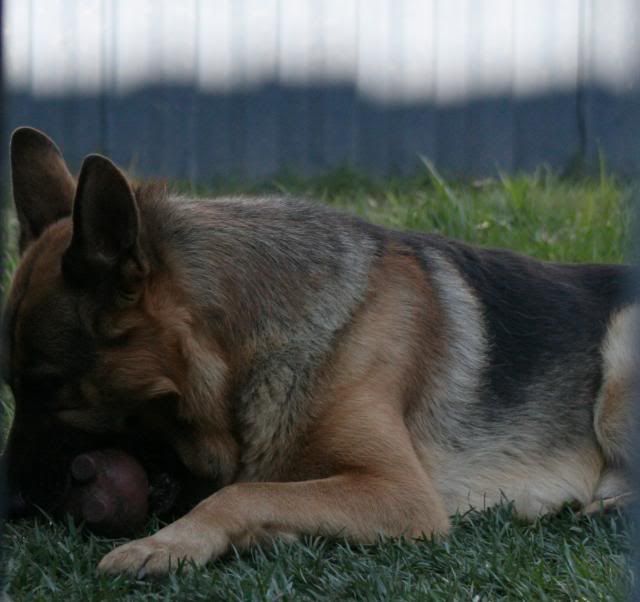 IMAGE: http://i70.photobucket.com/albums/i82/istie-5/Dogs/backyardfunmarch014.jpg