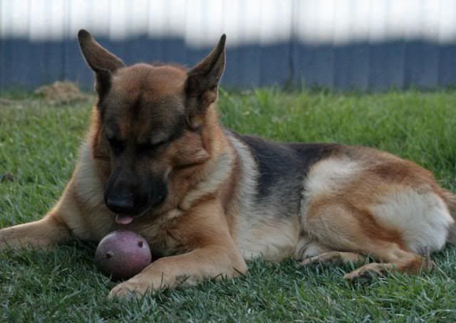 IMAGE: http://i70.photobucket.com/albums/i82/istie-5/Dogs/backyardfunmarch024.jpg