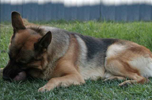 IMAGE: http://i70.photobucket.com/albums/i82/istie-5/Dogs/backyardfunmarch025.jpg