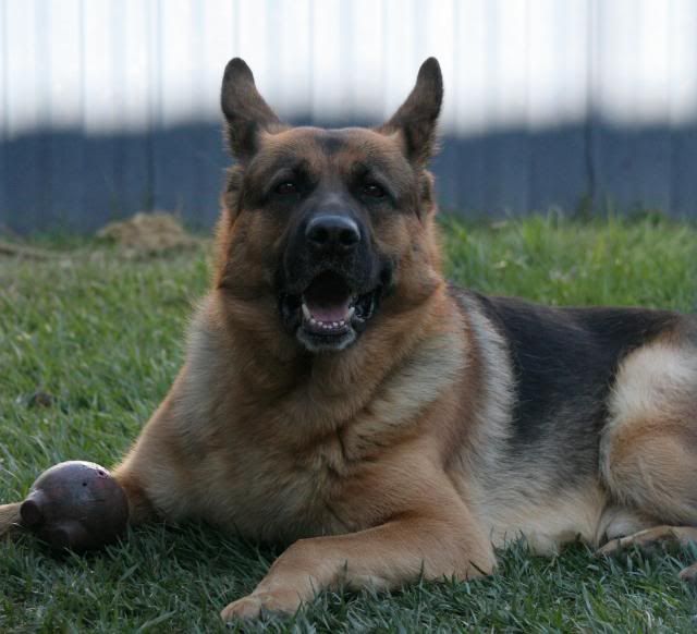 IMAGE: http://i70.photobucket.com/albums/i82/istie-5/Dogs/backyardfunmarch027.jpg