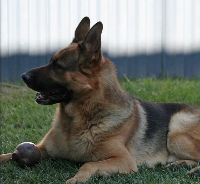 IMAGE: http://i70.photobucket.com/albums/i82/istie-5/Dogs/backyardfunmarch030.jpg