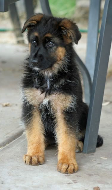 IMAGE: http://i70.photobucket.com/albums/i82/istie-5/Eva/c41ad66c.jpg