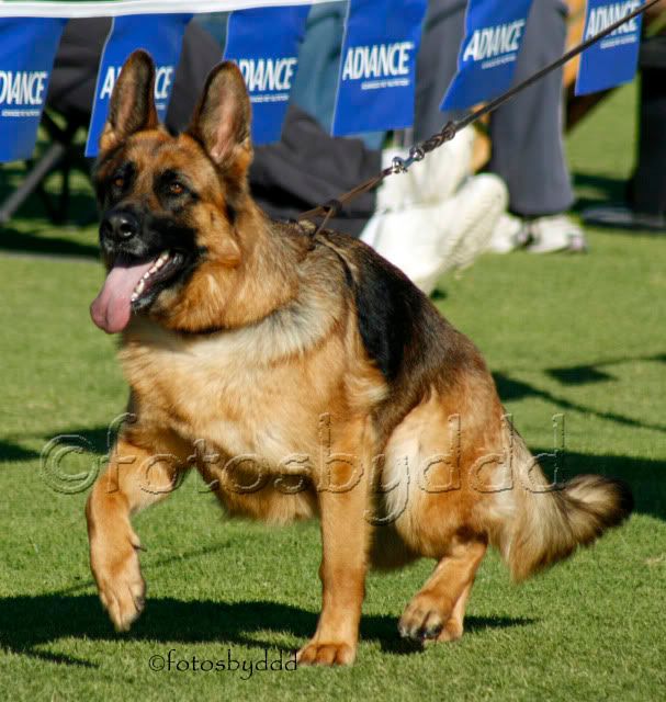 IMAGE: http://i70.photobucket.com/albums/i82/istie-5/SA%20Champ%20Shows/SAChampShowDay11041.jpg