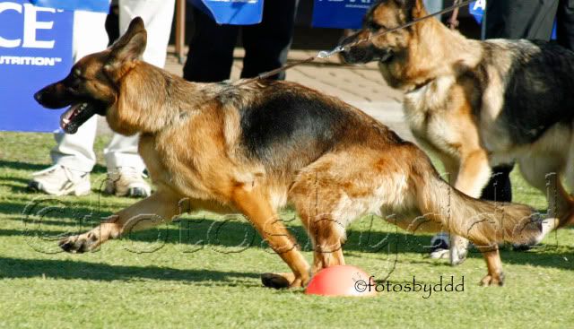 IMAGE: http://i70.photobucket.com/albums/i82/istie-5/SA%20Champ%20Shows/SAChampShowDay11077.jpg