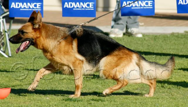 IMAGE: http://i70.photobucket.com/albums/i82/istie-5/SA%20Champ%20Shows/SAChampShowDay1854.jpg