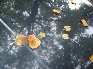 foglie sul cofano