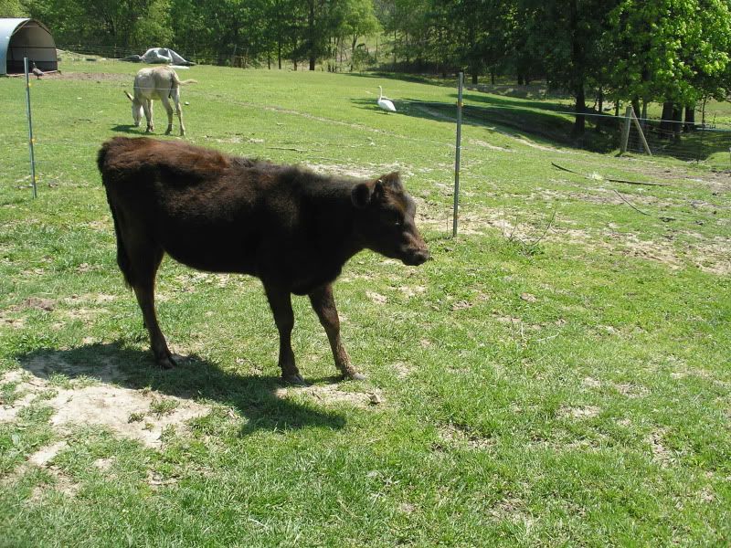 3/4 Mini Jersey 1/4 Dexter bull calf for Sale - Cattle