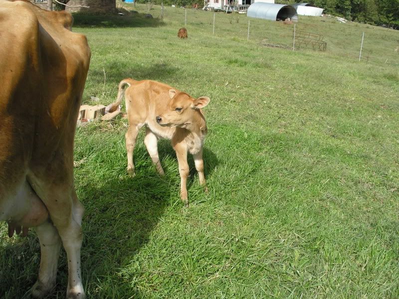 Hurray, the witch is dead - Cattle