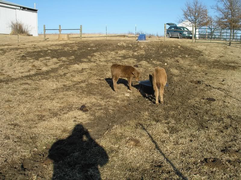 jersey dexter crosses - Cattle