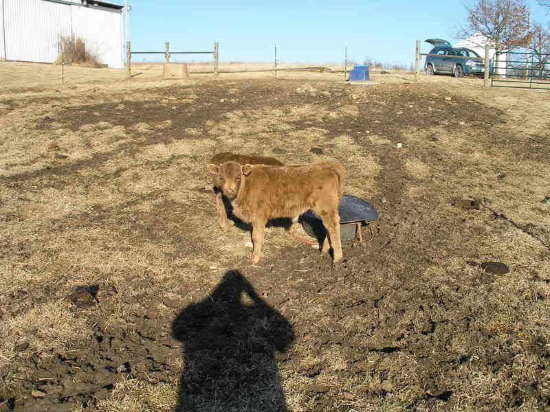 jersey dexter crosses - Cattle