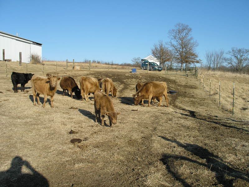 jersey dexter crosses - Cattle