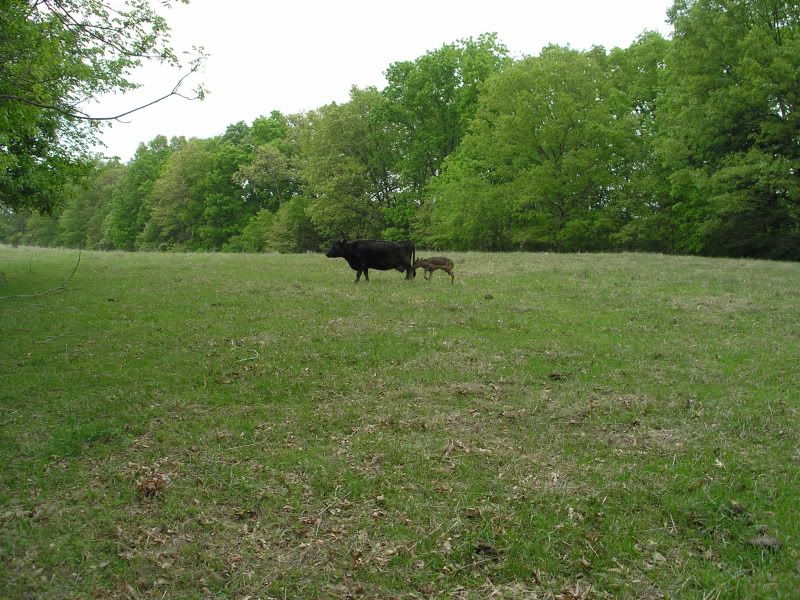 Family Portrait - Cattle