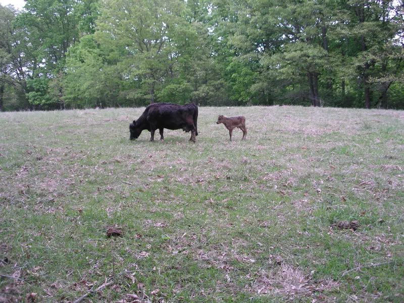 Family Portrait - Cattle