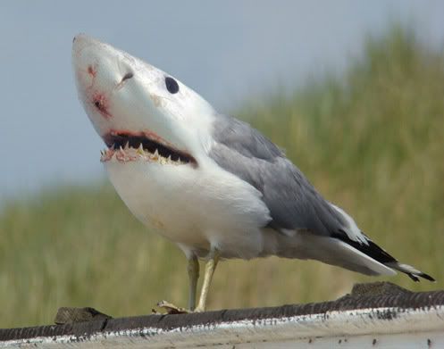 SharkBird