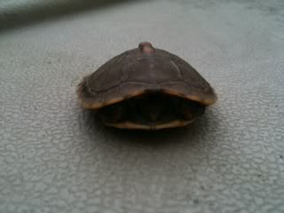 Turtle.jpg