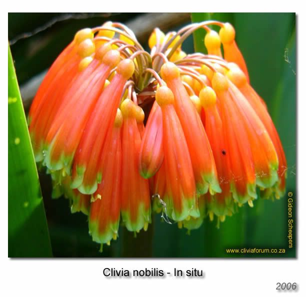 Clivia Nobilis