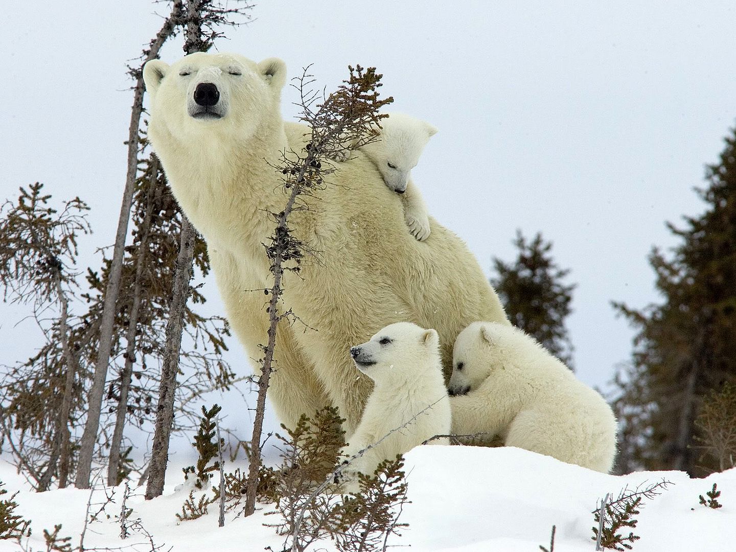 Bear-Cubs-Canada.jpg