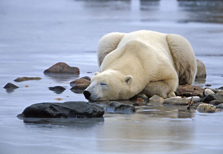 Polar-Bear-F8-sleeping.jpg