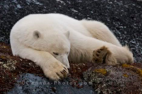tired-polar-bear_4054.jpg
